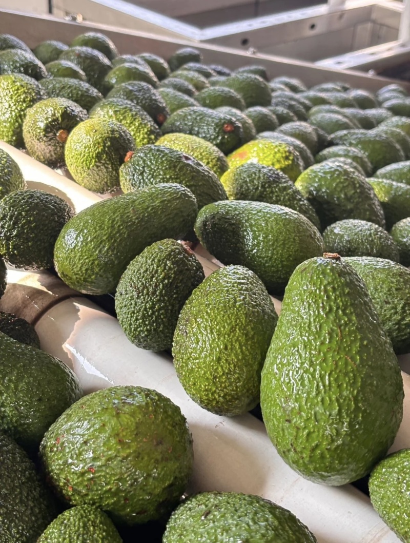 云南哈斯牛油果承接加工批发社区团购