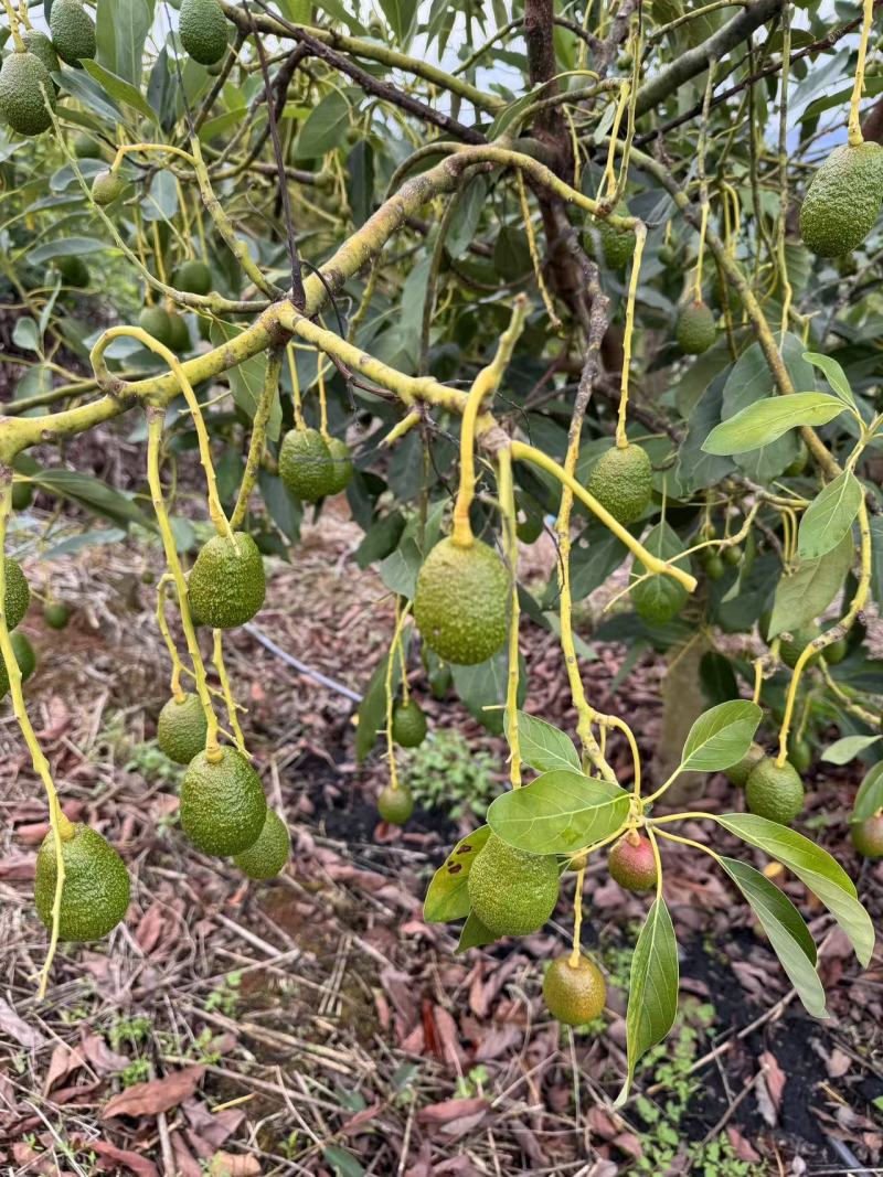 云南哈斯牛油果承接加工批发社区团购