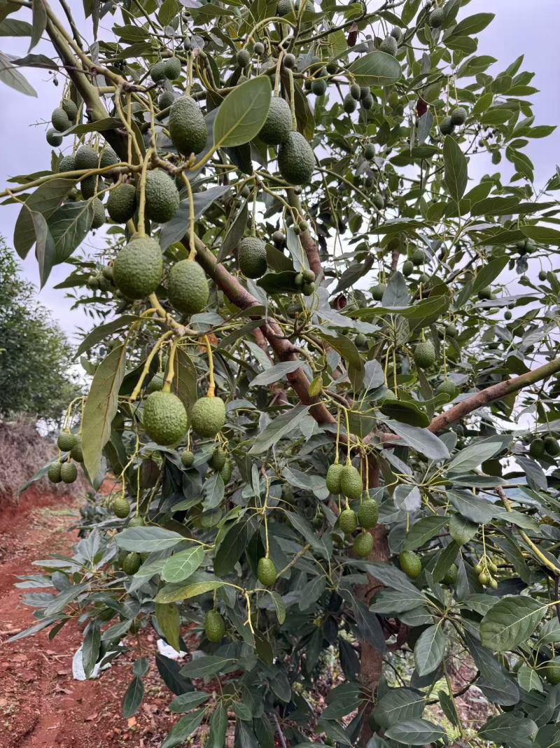 云南哈斯牛油果承接加工批发社区团购