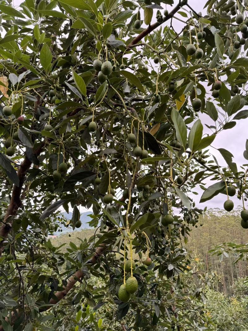 牛油果一手货源原产地价格规格大小齐全纸箱泡沫箱礼品盒包装齐全