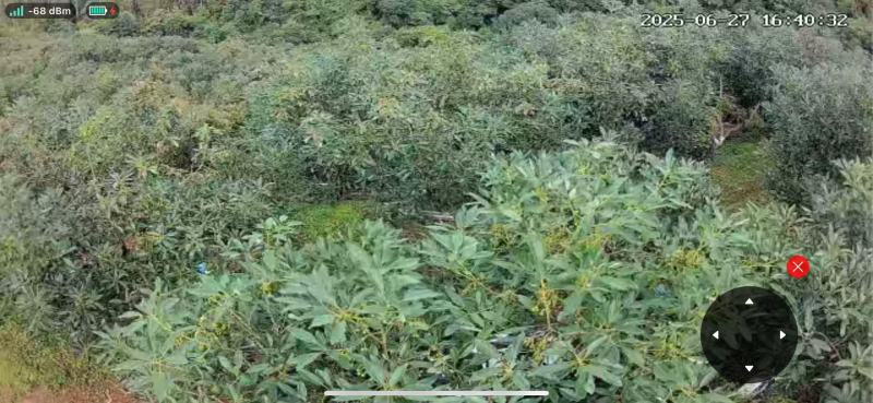 牛油果一手货源原产地价格规格大小齐全纸箱泡沫箱礼品盒包装齐全