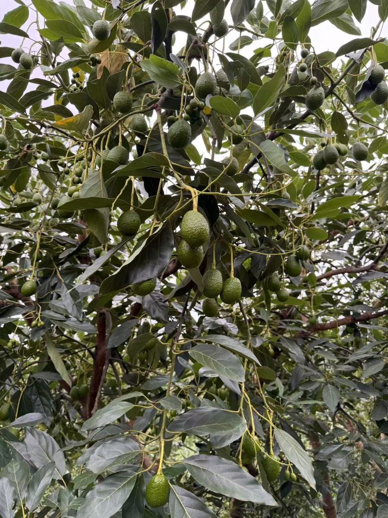 牛油果一手货源原产地价格规格大小齐全纸箱泡沫箱礼品盒包装齐全