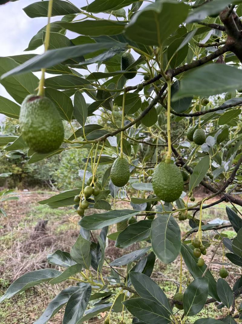 牛油果一手货源原产地价格规格大小齐全纸箱泡沫箱礼品盒包装齐全