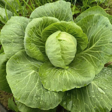圆包菜