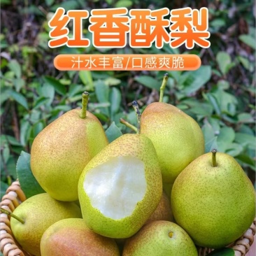 红香酥陕西红香酥梨大量上市货源充足产地直销