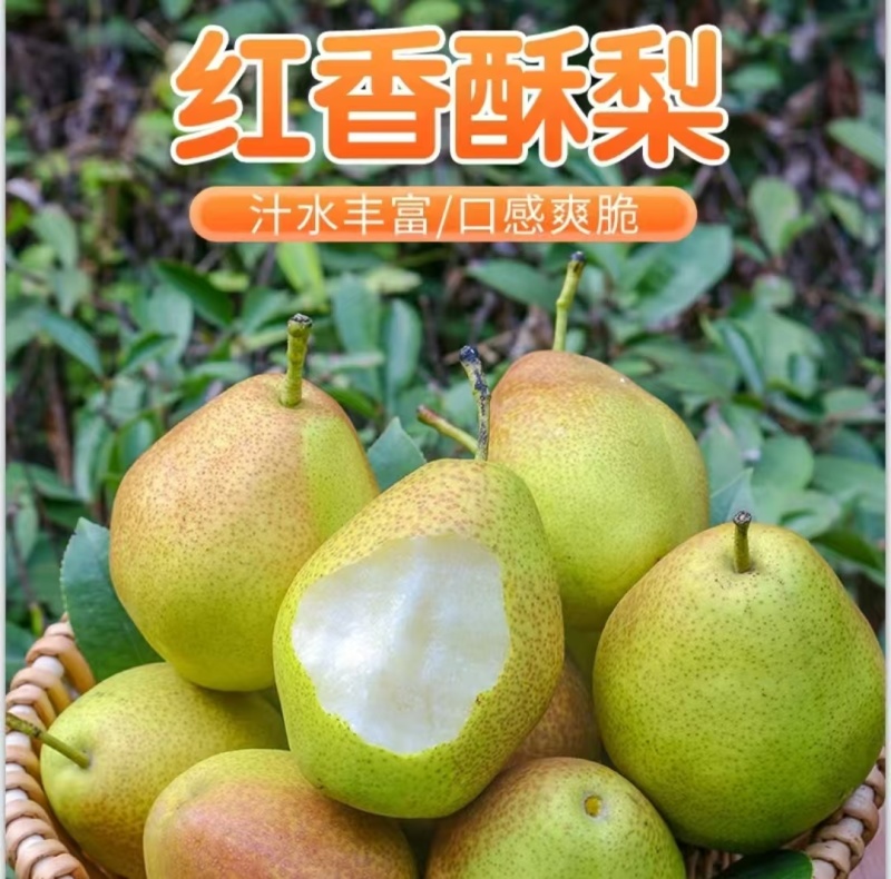 红香酥陕西红香酥梨大量上市货源充足产地直销