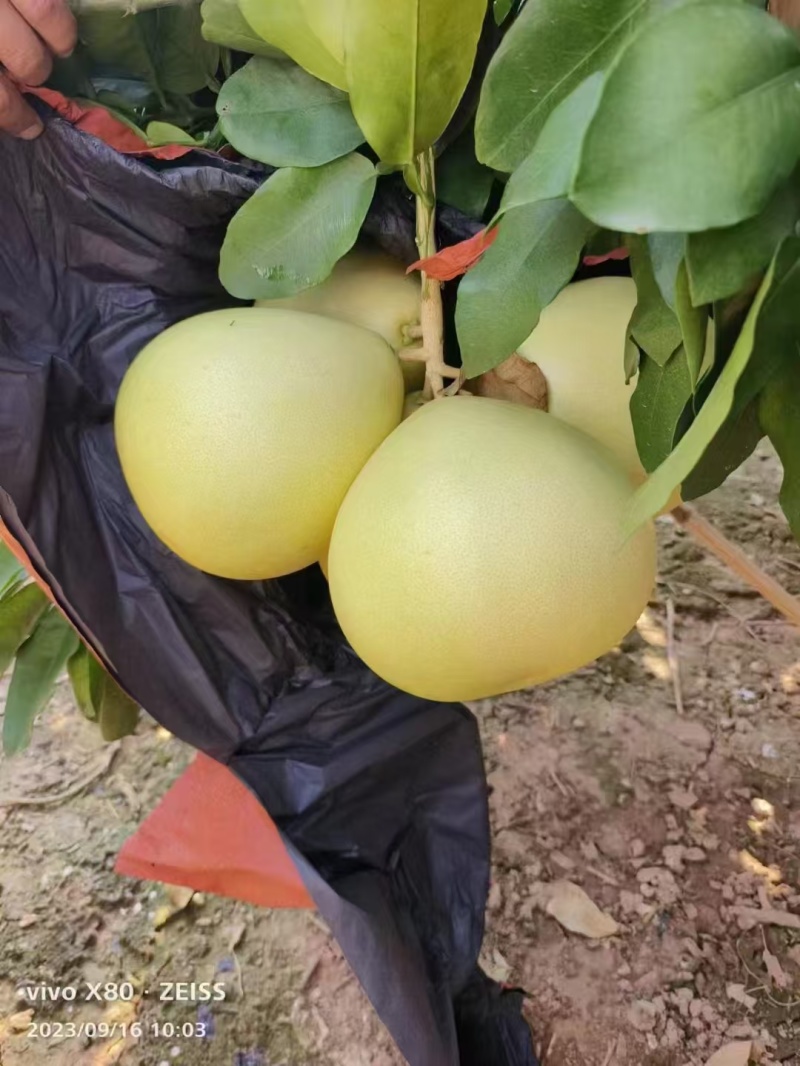湖北精品蜜柚红心柚皮薄一手货源价格优惠对接市场电商