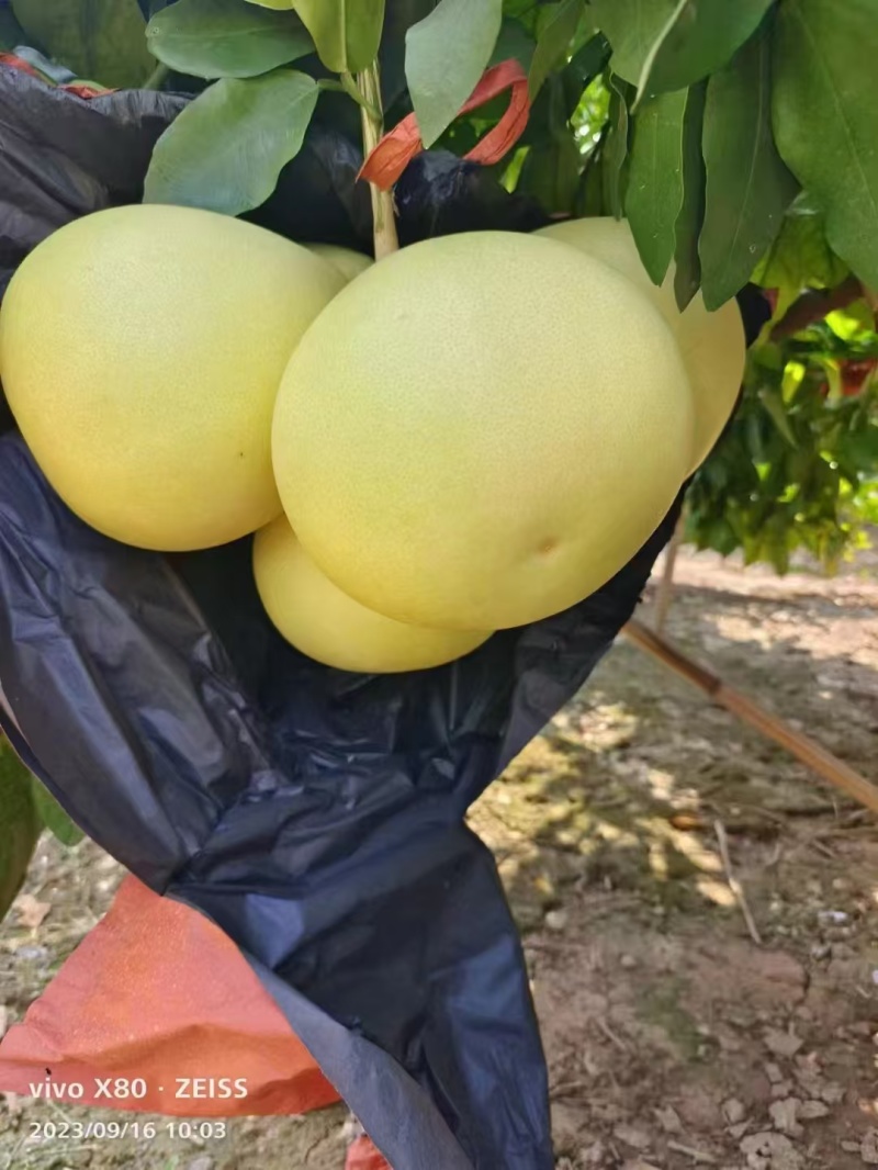 湖北精品蜜柚红心柚皮薄一手货源价格优惠对接市场电商