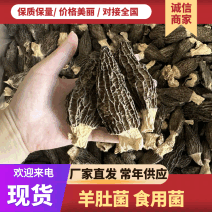 羊肚菌基地直销量大质优价格优惠一手货源欢迎咨询采购