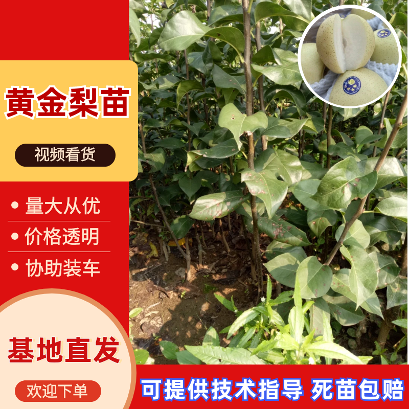 梨树苗黄金梨苗嫁接黄金梨树苗品种欢迎订购
