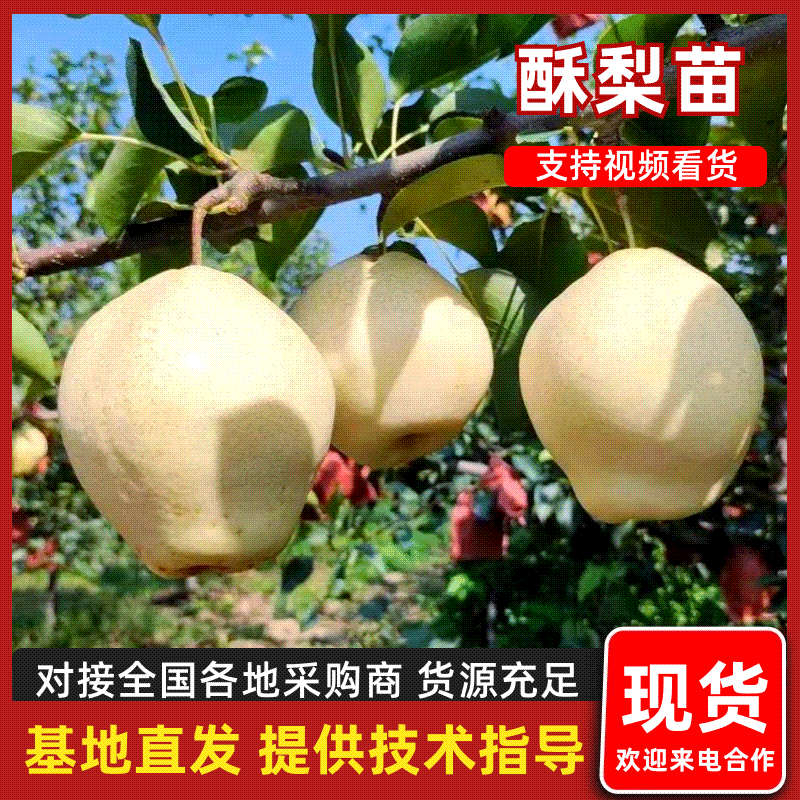 山农酥梨树苗新品种山农酥梨苗包邮到家