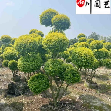 造型亮晶女贞出售1-3米多杆亮晶女贞价格造型苗木批发