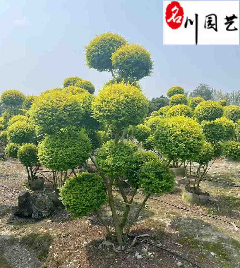 造型亮晶女贞出售1-3米多杆亮晶女贞价格造型苗木批发