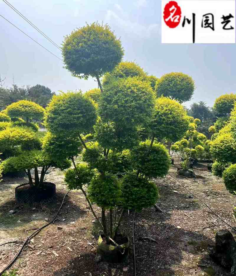 造型亮晶女贞出售1-3米多杆亮晶女贞价格造型苗木批发