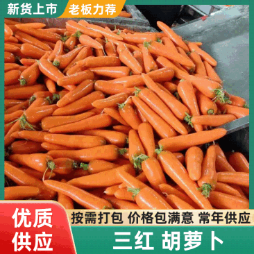 【胡萝卜】专业对接出口，一手货源，售后无忧，来电详谈