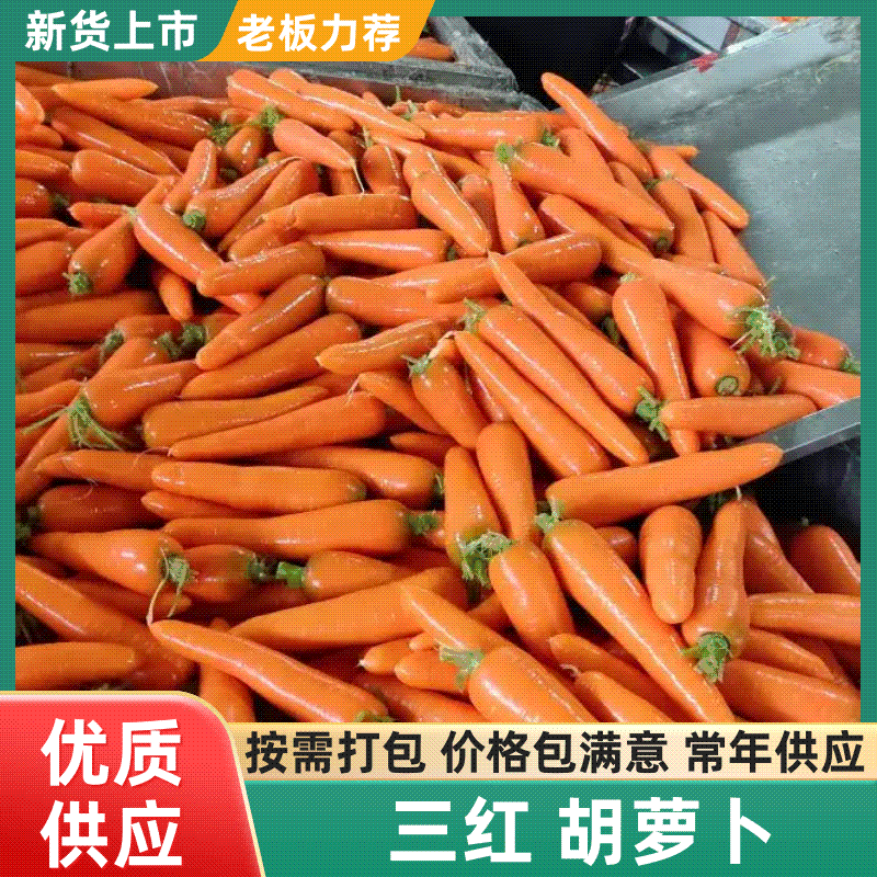【胡萝卜】专业对接出口，一手货源，售后无忧，来电详谈