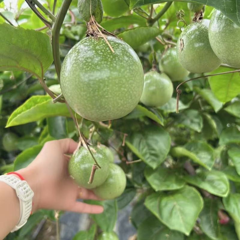 钦蜜9号百香果品质保证产地直发价格优惠量大实惠