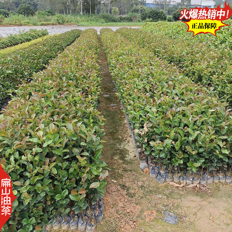 适宜在福建地区种植的油茶苗品种闽优43-2-48长林