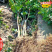 适宜在福建地区种植的油茶苗品种闽优43-2-48长林