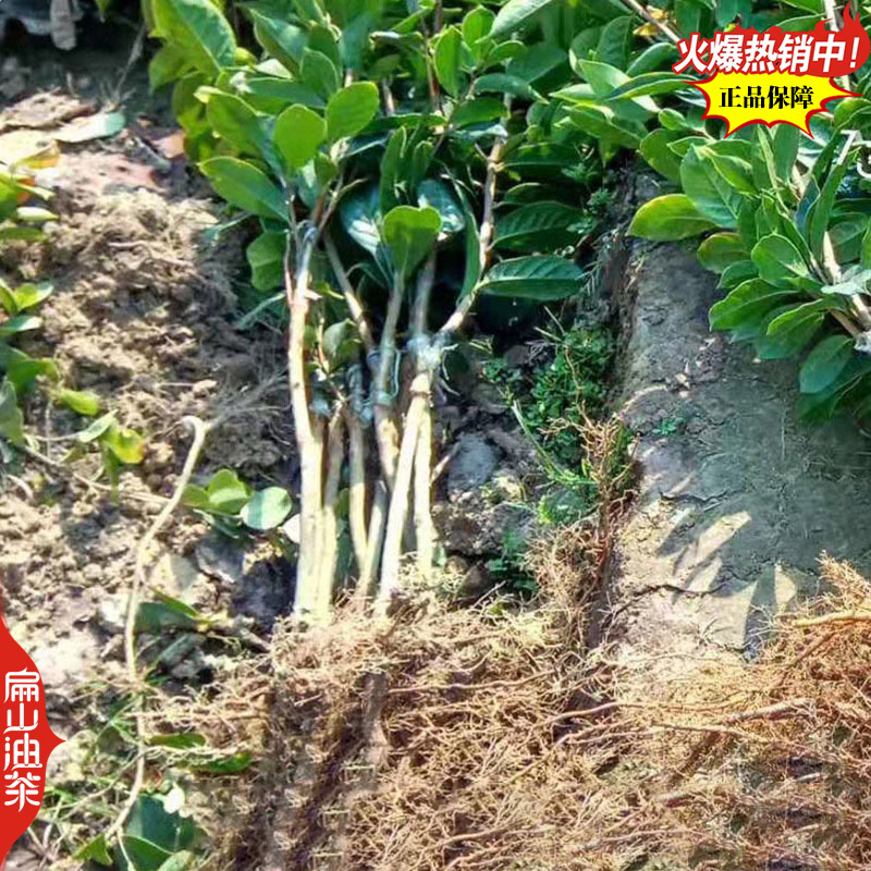 适宜在福建地区种植的油茶苗品种闽优43-2-48长林