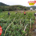 适宜在福建地区种植的油茶苗品种闽优43-2-48长林