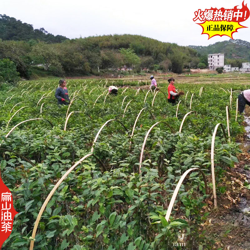 适宜在福建地区种植的油茶苗品种闽优43-2-48长林