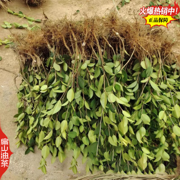 适宜在福建地区种植的油茶苗品种闽优43-2-48长林