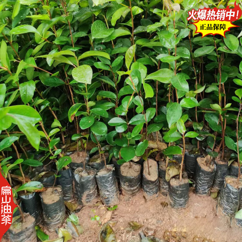 适宜在福建地区种植的油茶苗品种闽优43-2-48长林