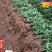 适宜在福建地区种植的油茶苗品种闽优43-2-48长林