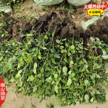 福建闽优油茶树苗闽油1闽杂优22号79-43闽油3-60