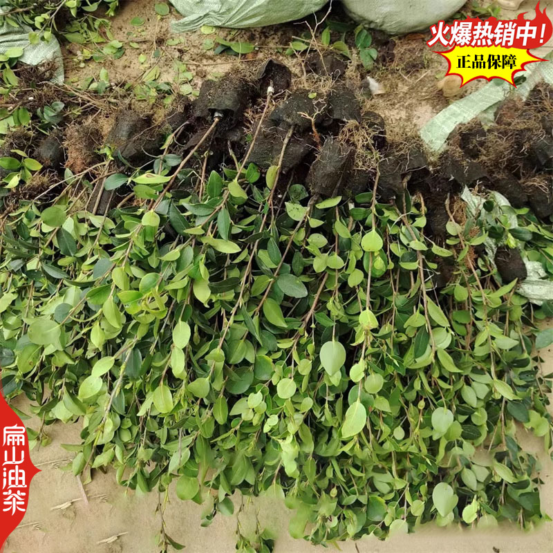 福建闽优油茶树苗闽油1闽杂优22号79-43闽油3-60