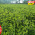 福建闽优油茶树苗闽油1闽杂优22号79-43闽油3-60