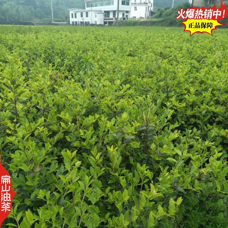 福建闽优油茶树苗闽油1闽杂优22号79-43闽油3-60