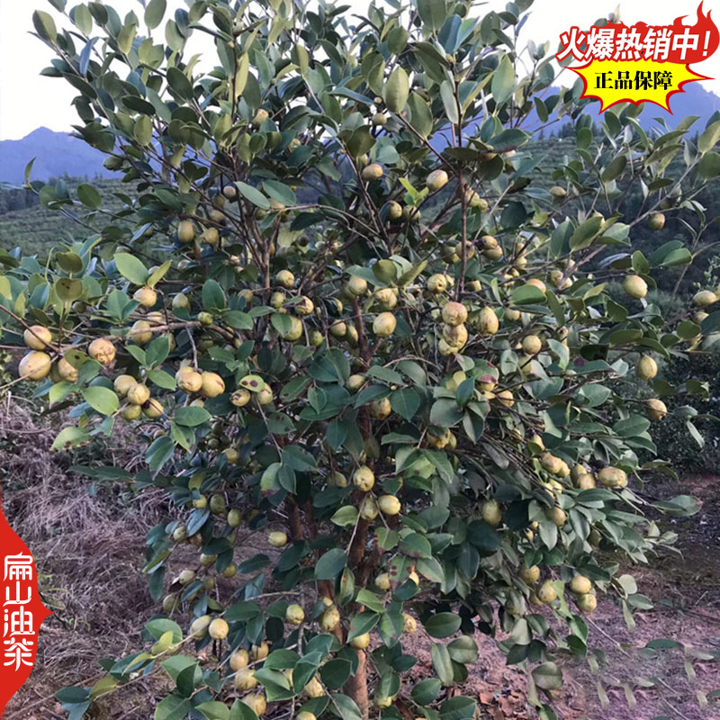 福建闽优油茶树苗闽油1闽杂优22号79-43闽油3-60