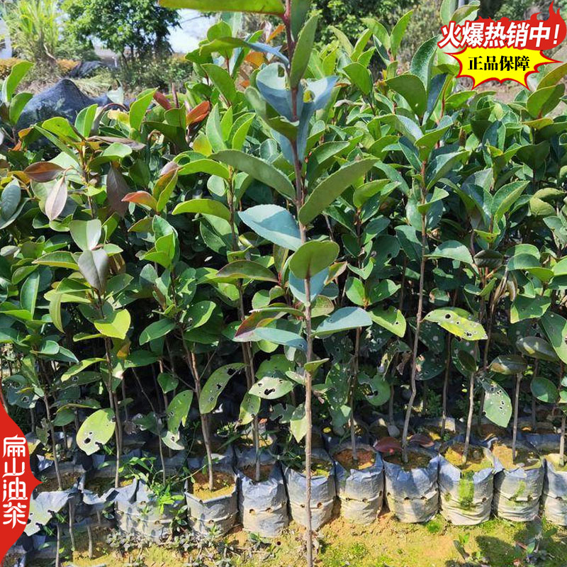 福建闽优油茶树苗闽油1闽杂优22号79-43闽油3-60
