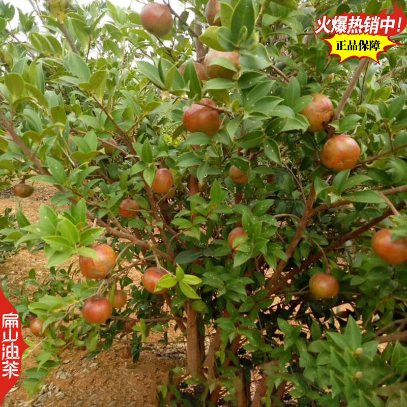 福建闽优油茶树苗闽油1闽杂优22号79-43闽油3-60