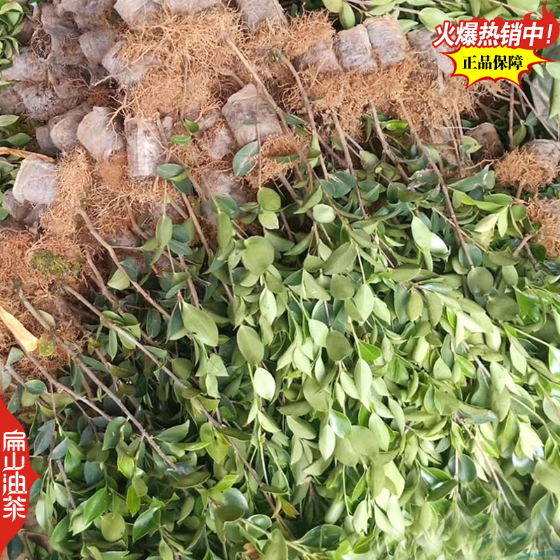 适合沿海地区种植的龙1号油茶苗2号茶树苗良种高产高出油率