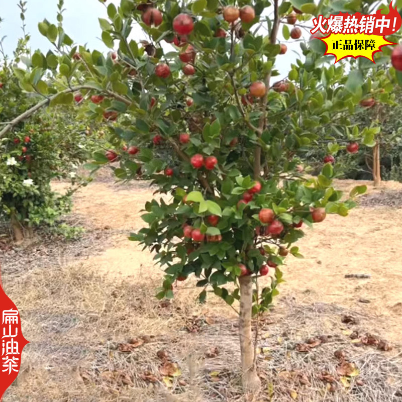 适合沿海地区种植的龙1号油茶苗2号茶树苗良种高产高出油率