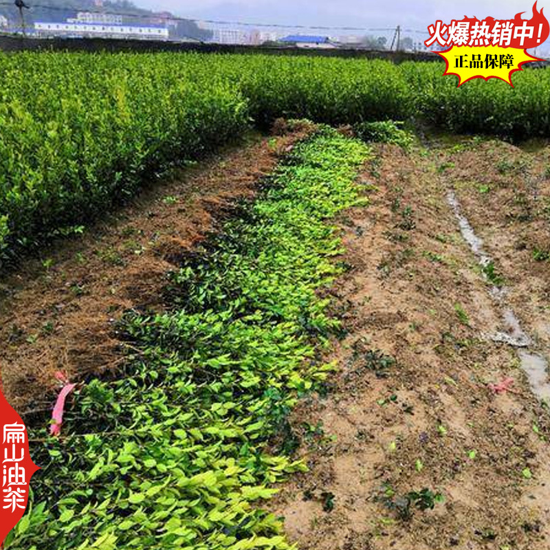 适合沿海地区种植的龙1号油茶苗2号茶树苗良种高产高出油率