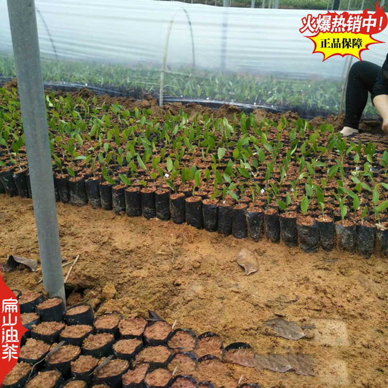 适合沿海地区种植的龙1号油茶苗2号茶树苗良种高产高出油率