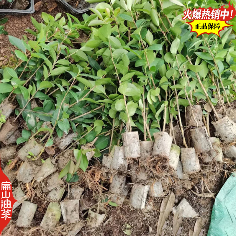适合沿海地区种植的龙1号油茶苗2号茶树苗良种高产高出油率