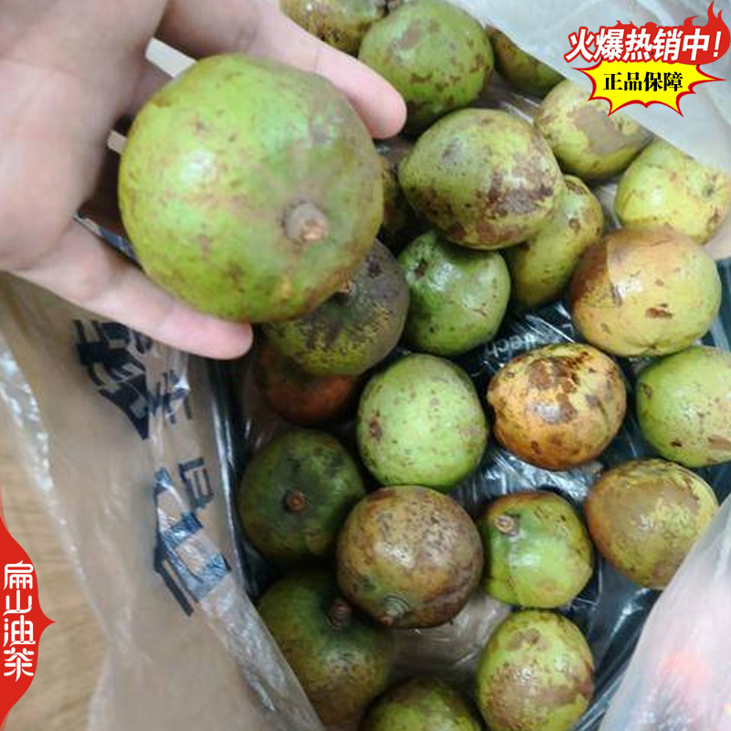 适合沿海地区种植的龙1号油茶苗2号茶树苗良种高产高出油率