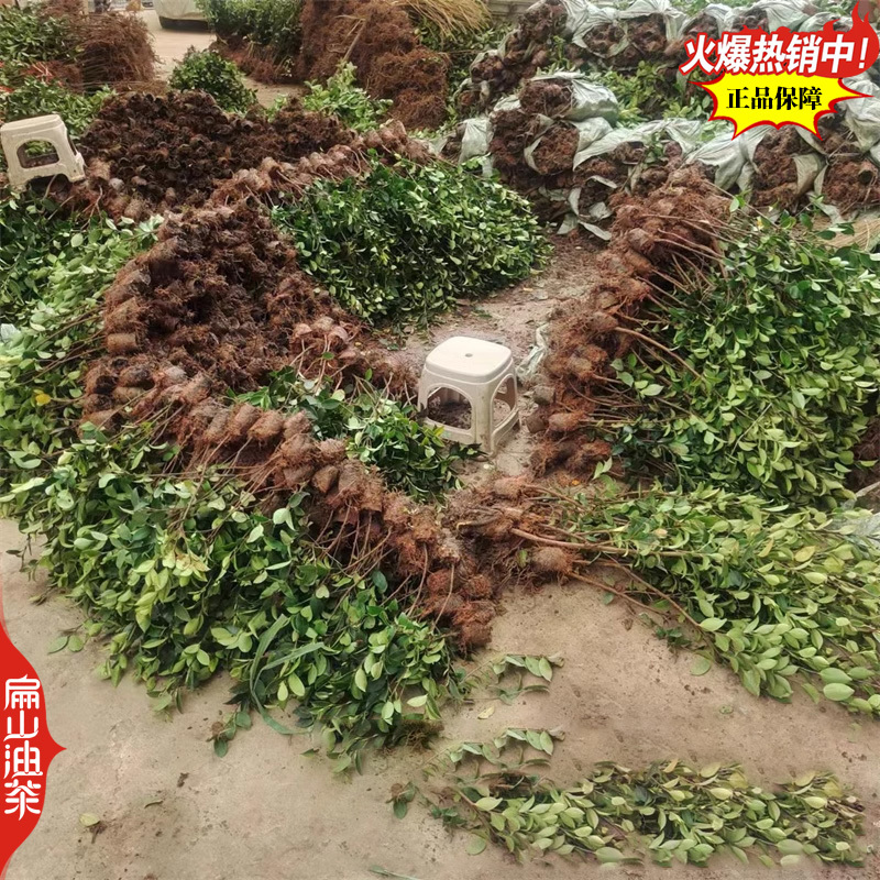 稳产长林油茶苗53号4-3-1-40#嫁接小杯苗裸根苗