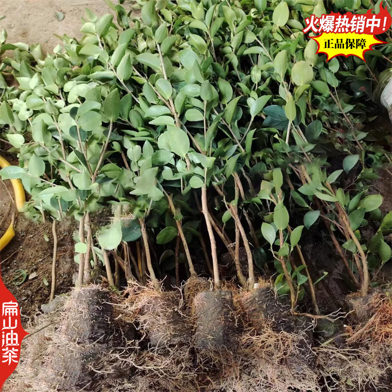 稳产长林油茶苗53号4-3-1-40#嫁接小杯苗裸根苗