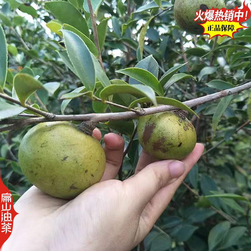 稳产长林油茶苗53号4-3-1-40#嫁接小杯苗裸根苗