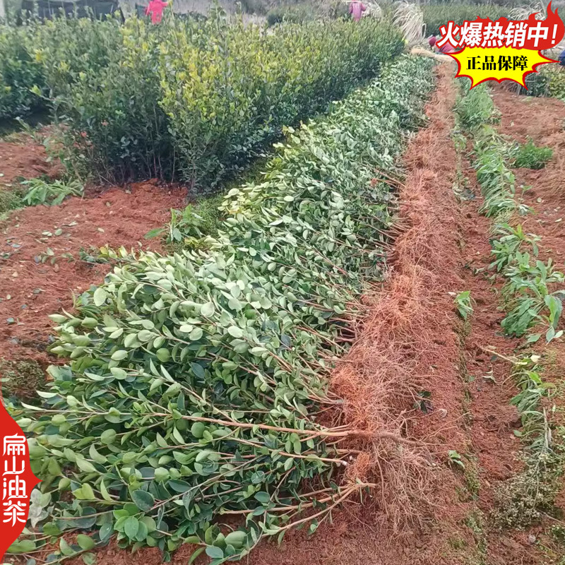 稳产长林油茶苗53号4-3-1-40#嫁接小杯苗裸根苗