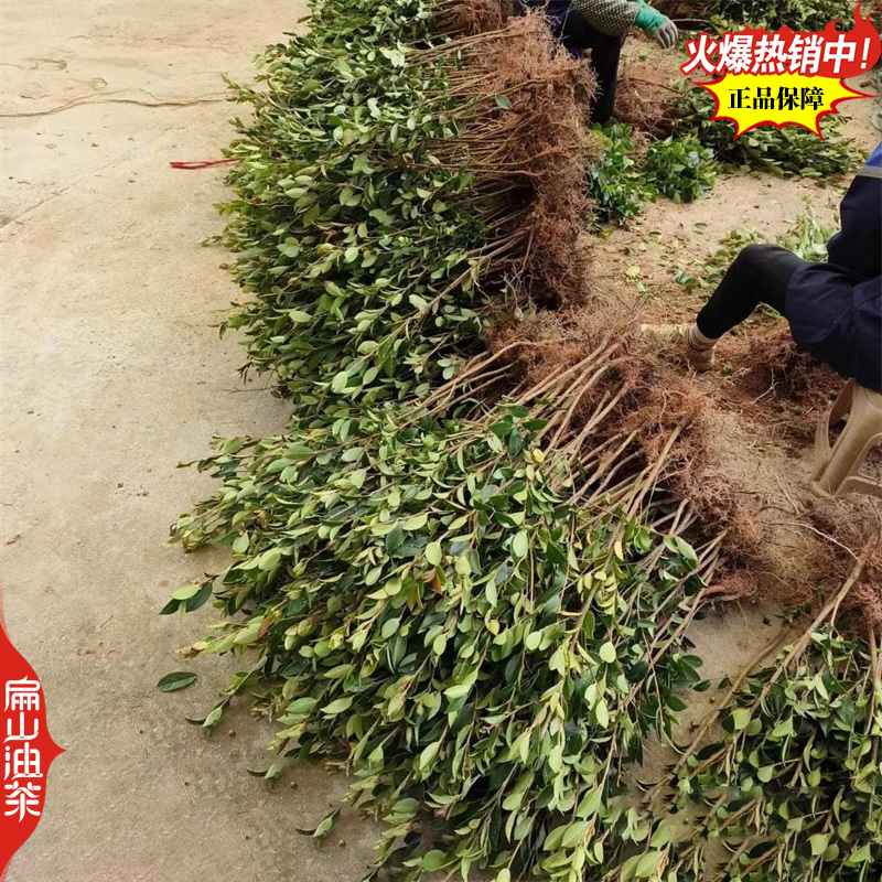 稳产长林油茶苗53号4-3-1-40#嫁接小杯苗裸根苗