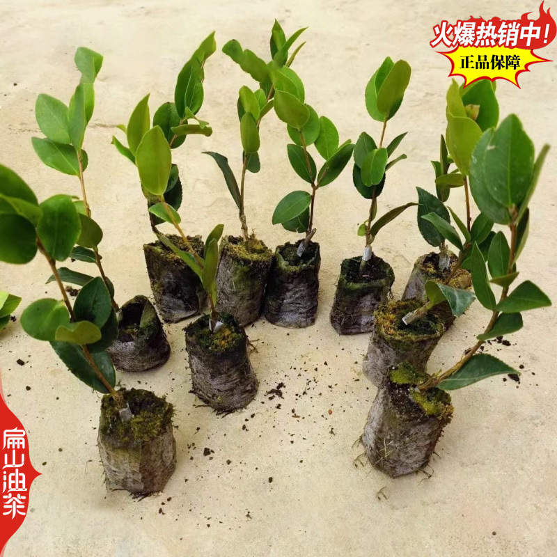 稳产长林油茶苗53号4-3-1-40#嫁接小杯苗裸根苗
