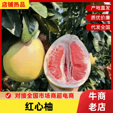 湖北精品红心柚大量出货品质保证对接市场商超电商等