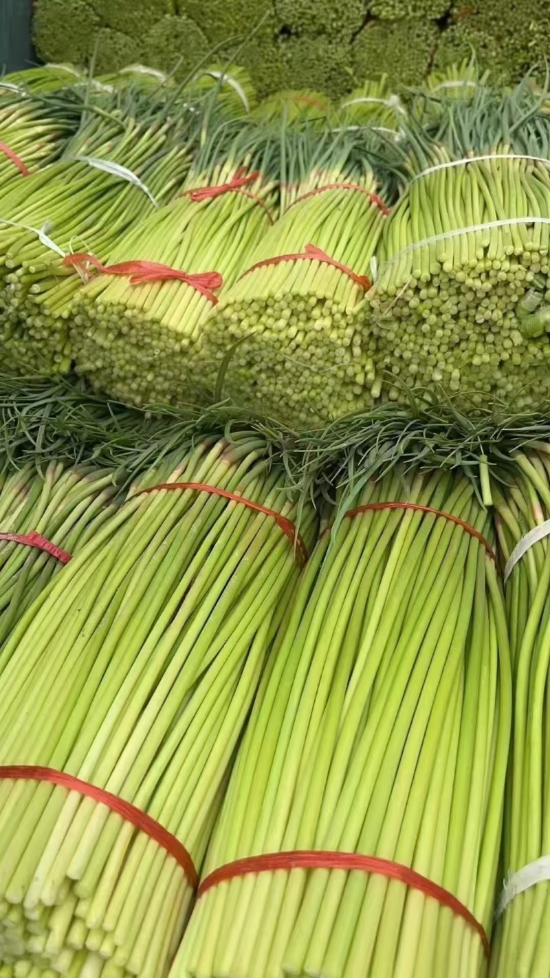 山东红帽蒜薹今年新货打冷处理鲜嫩翠绿水分足无空心条形好接批发